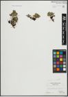 Foto von Salix arctophila Cockerell ex A. Heller